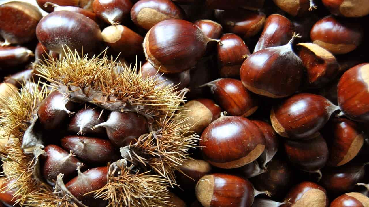 castagne cotte conservazione