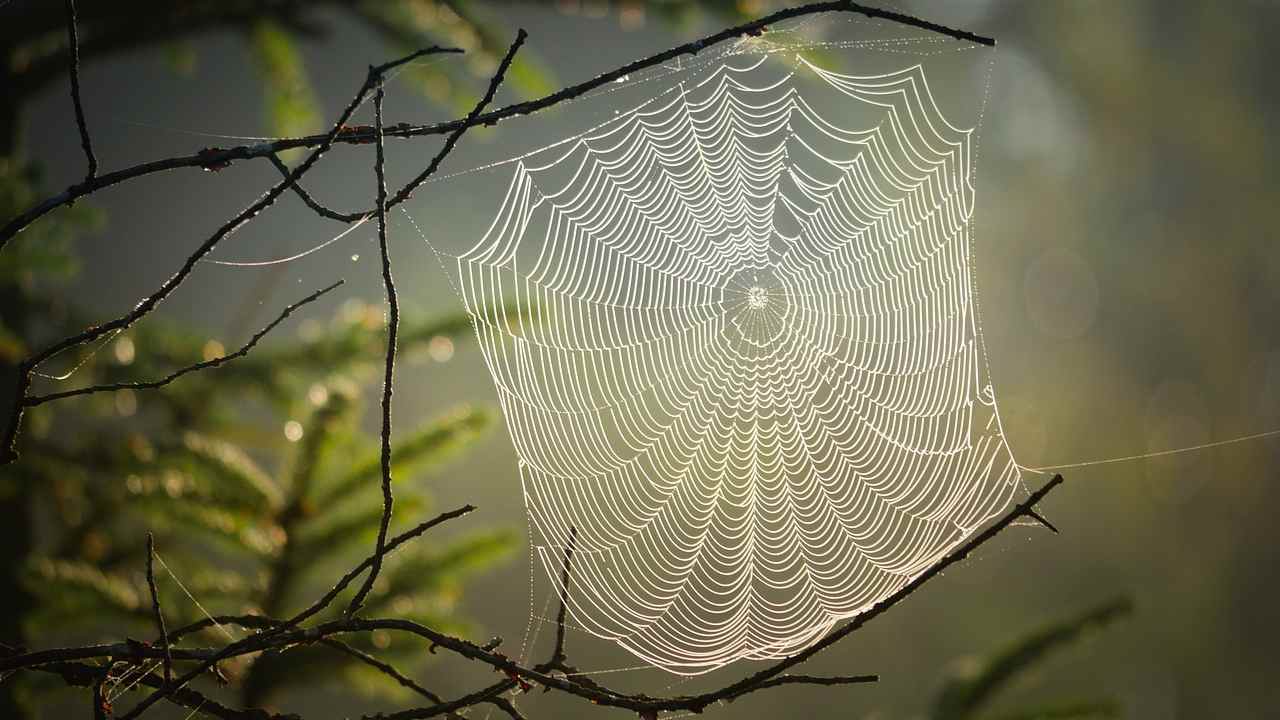 Come prevenire la comparsa di ragnatele in casa