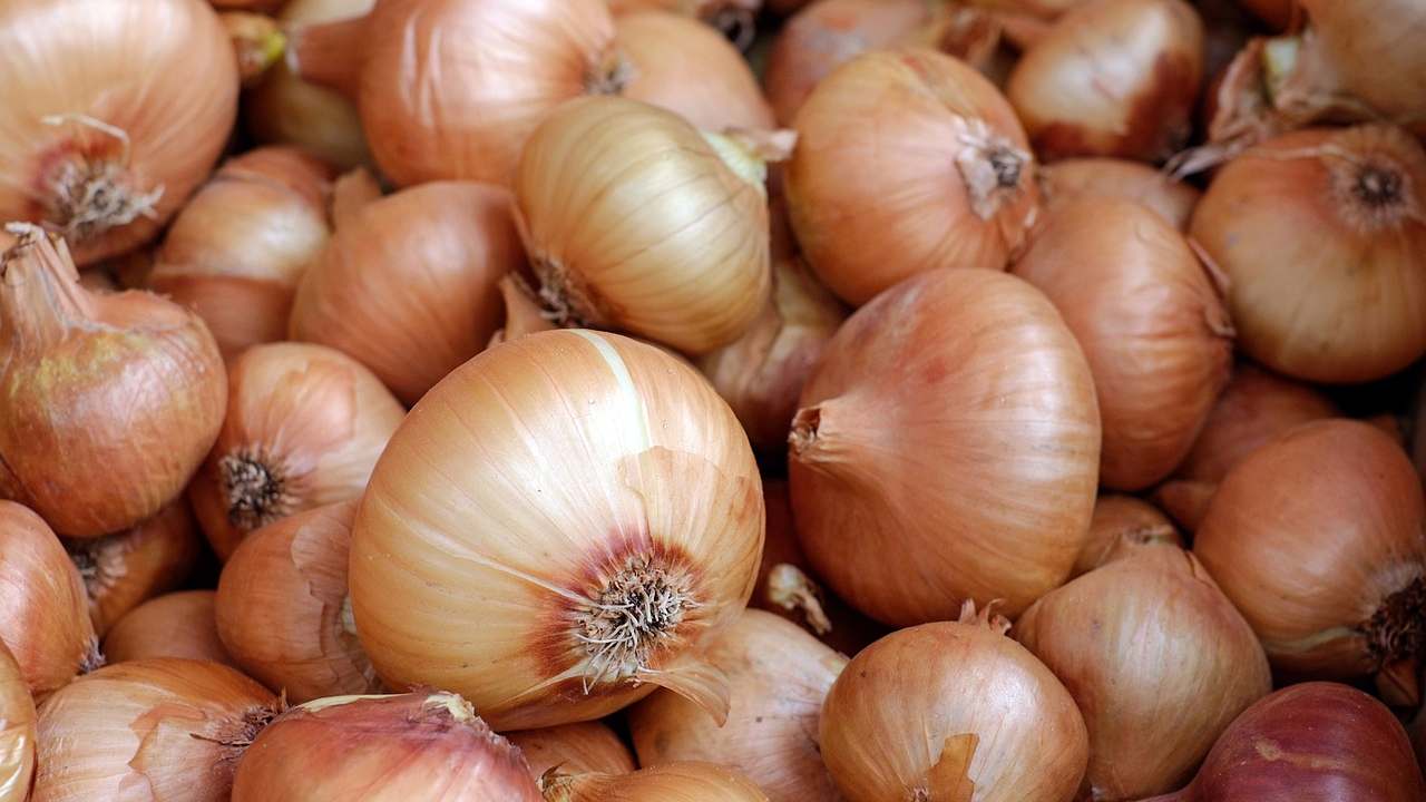 Le cipolle sono ricche di proprietà comprese buccia e bulbo