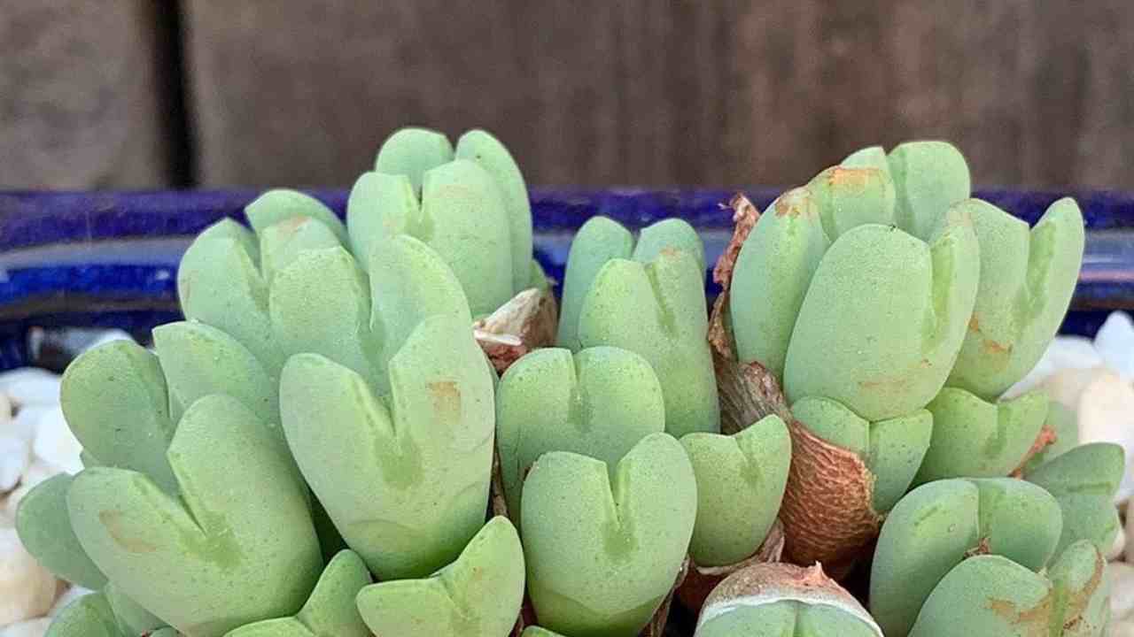 conophytum