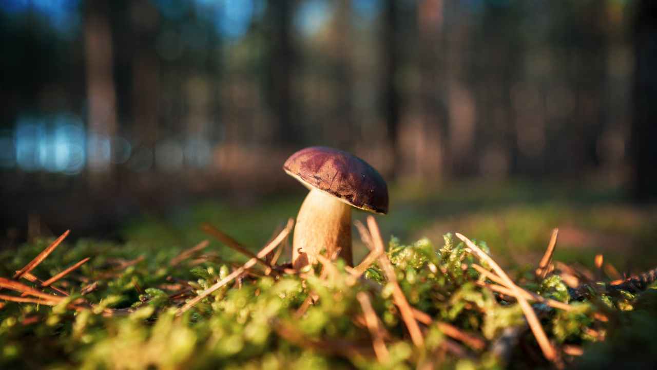 funghi porcini pulire