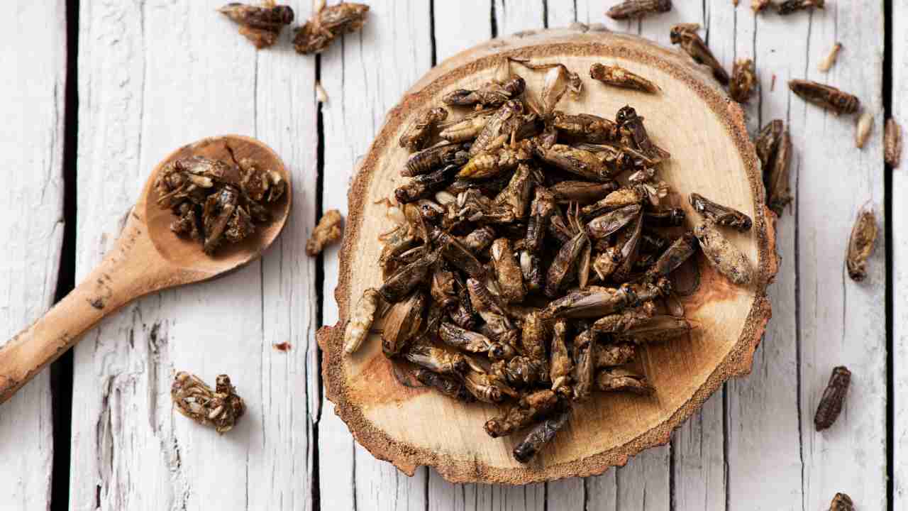 cibo grilli farina